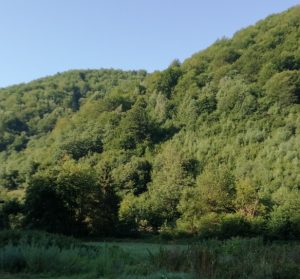 Pročitajte više o članku Gojevići 8-2021