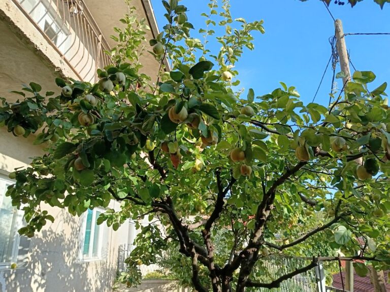 Pročitajte više o članku Stolac – 7.10.2026.